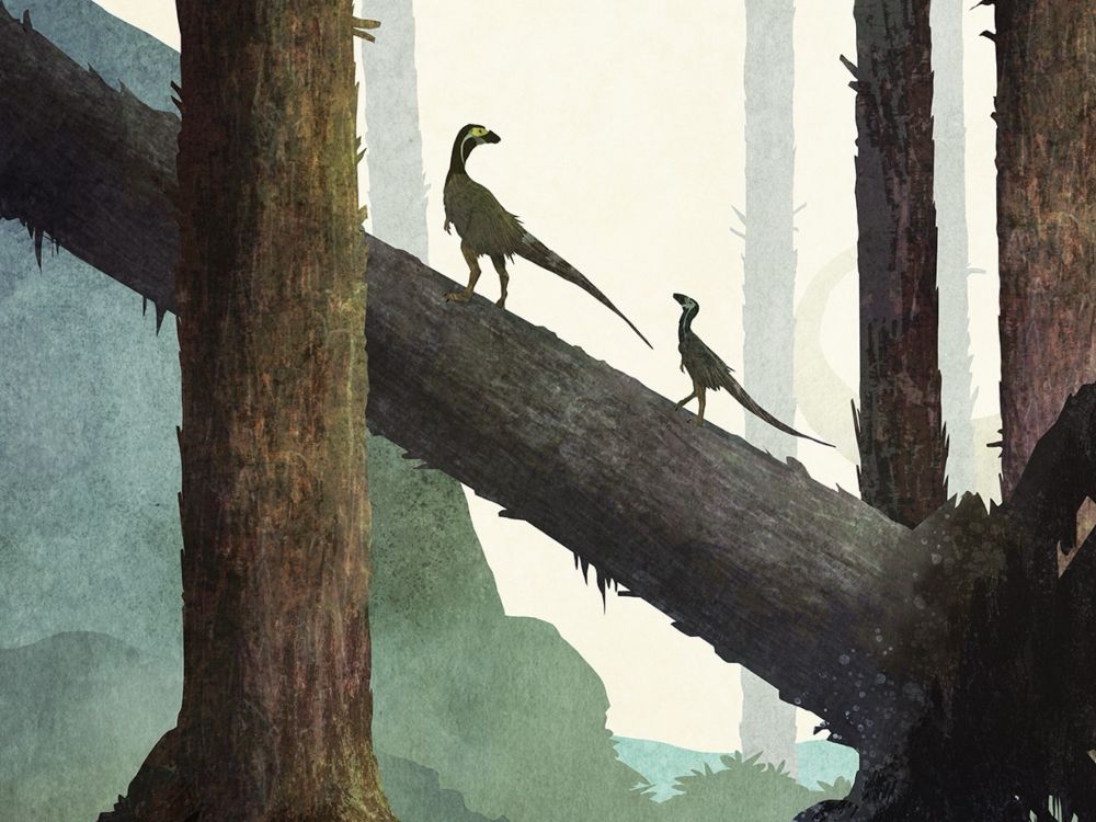 A scene from China during the Early Jurassic. A pair of Panguraptor lufengensis curiously observe a large Chinshakiangosaurus chunghoensis as it lumbers through the forest. 