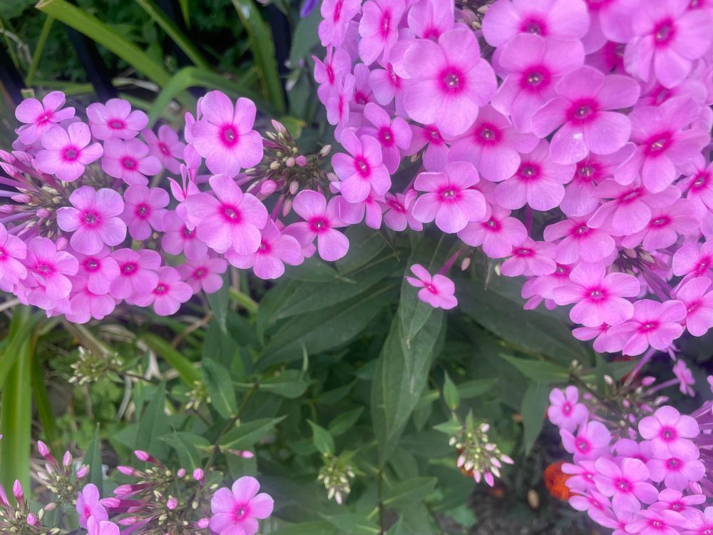 photo of pink flowers