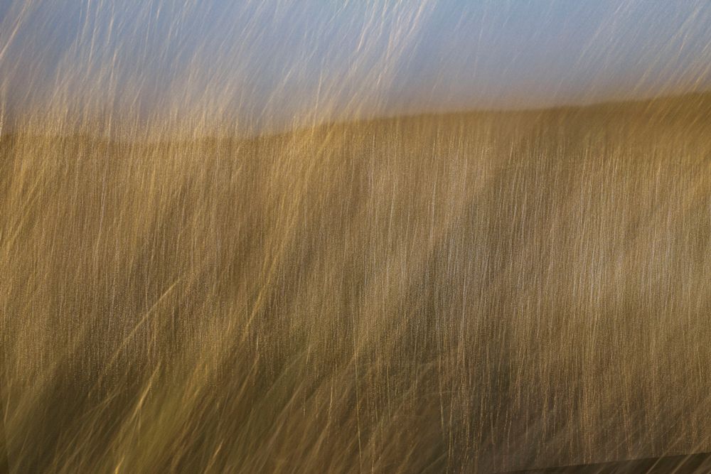 An ICM image capturing the movement of winter grass on Dartmoor