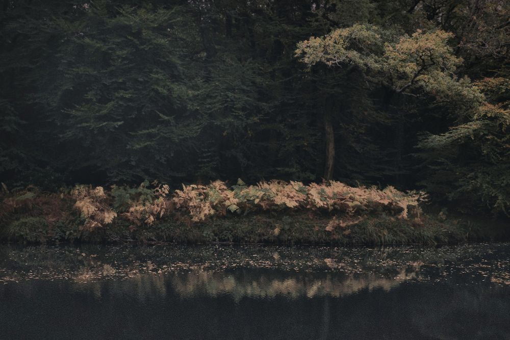 A row of ferns, golden, sit against a dark backdrop of green.