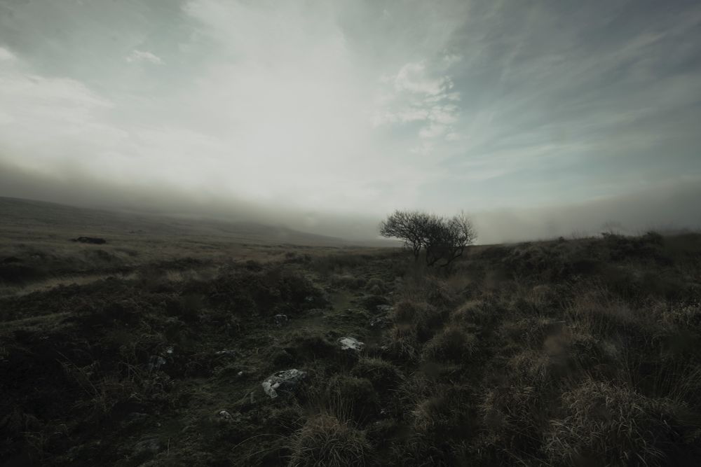 Low cloud obscures the horizon, a low tree in the foreground.