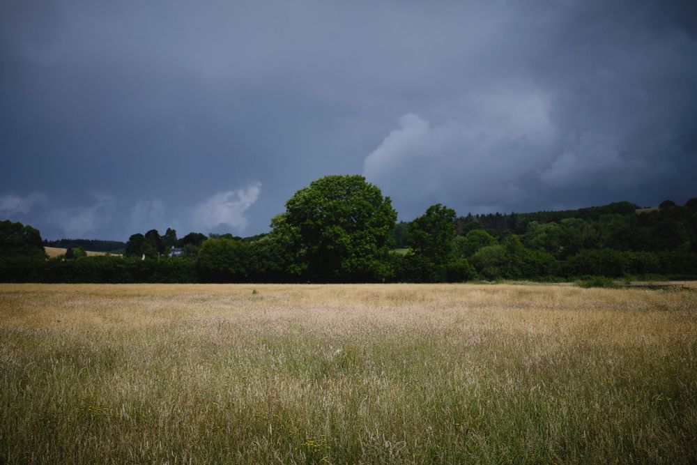 Looking across a meadow towards a line of trees. The sky full of rain.
