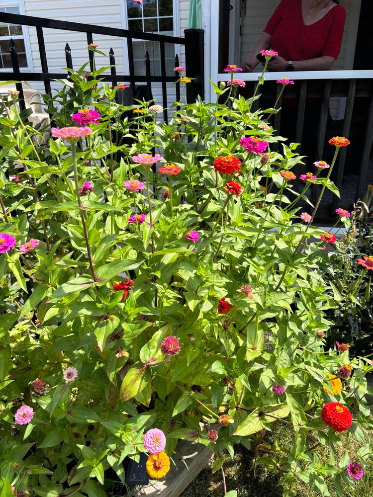 My mom’s zinnias, which went crazy this year 