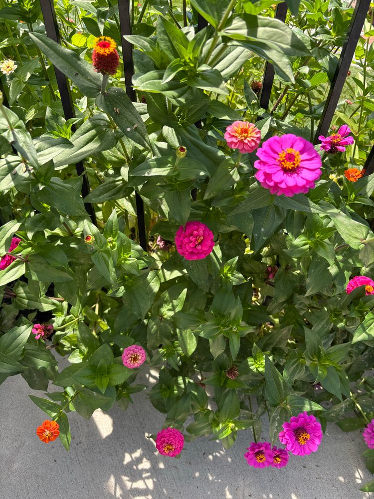More zinnias 