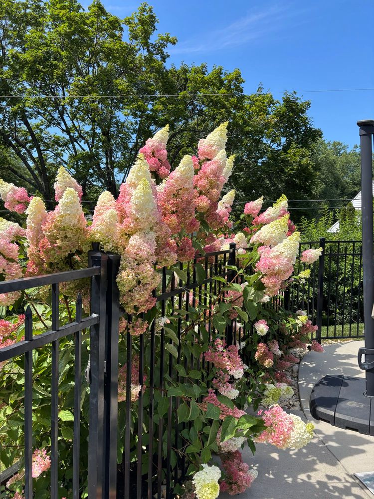 My mom’s hydrangeas, which also went crazy this year 