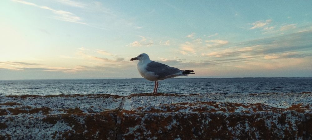 Une mouette posée sur un muret