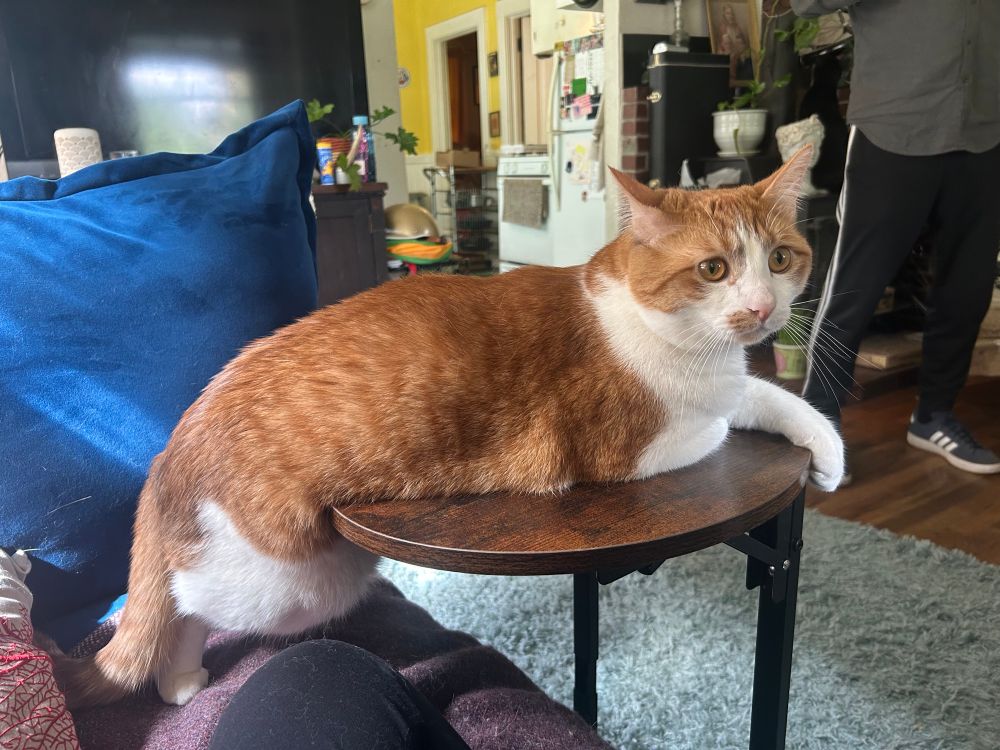 Orange and white car with most of his body lounging on a small c-table, but sort of squatting with his back legs. 