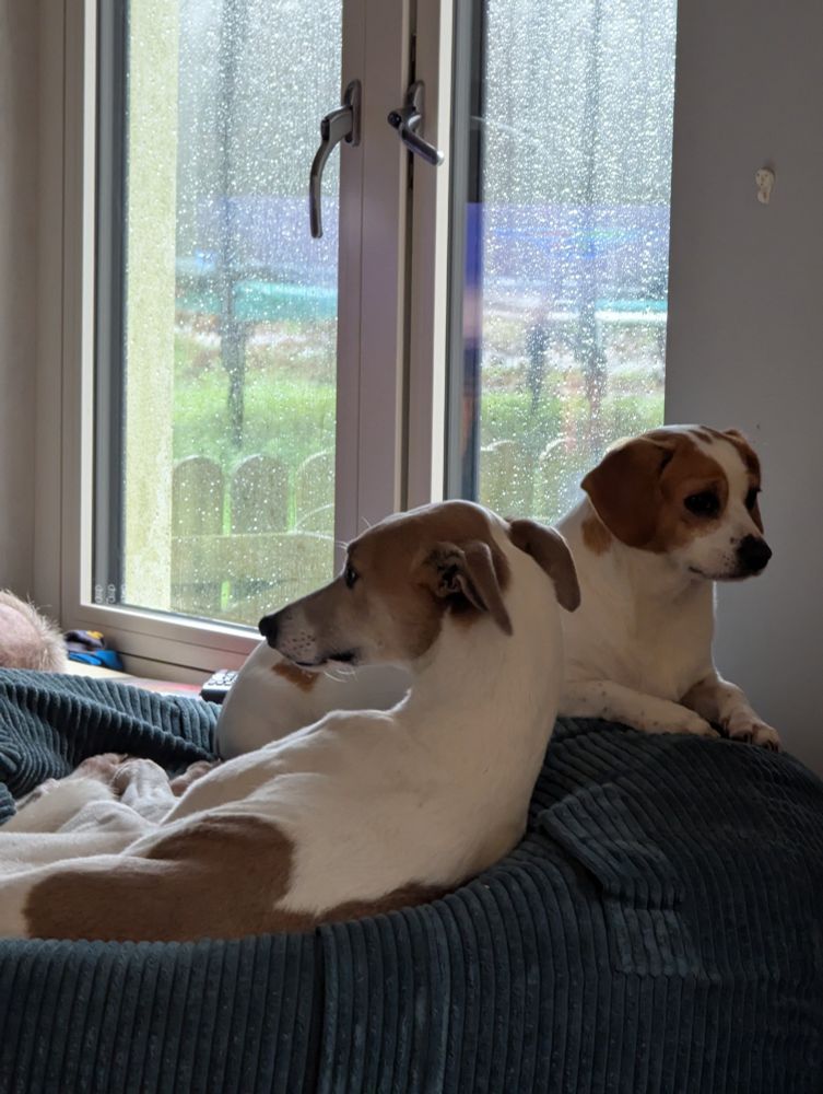 Two very silly dogs, one is brown and white,  a squidgy jack Russell cross, the other is a tan and white lurcher. They look doleful