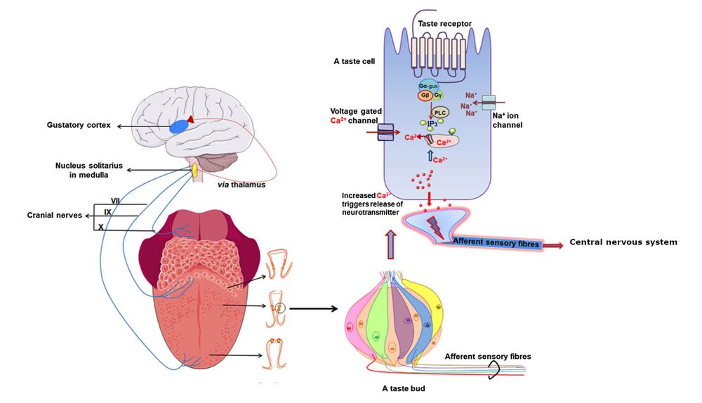 Schematic diagram showing taste signal transmission between the tongue (with taste buds that contain taste cells harbouring GPCRs) and brain. Taste GPCRs are activated by specific food compounds, recruit specific G proteins that further induce intracellular calcium release. Adapted from [https://bio.libretexts.org/Bookshelves/Biochemistry/Fundamentals_of_Biochemistry_(Jakubowski_and_Flatt)/Unit_IV_-_Special_Topics/28:_Biosignaling_-_Capstone_Volume_I/28.18:_Signal_Transduction_-_Taste_(Gustation)].