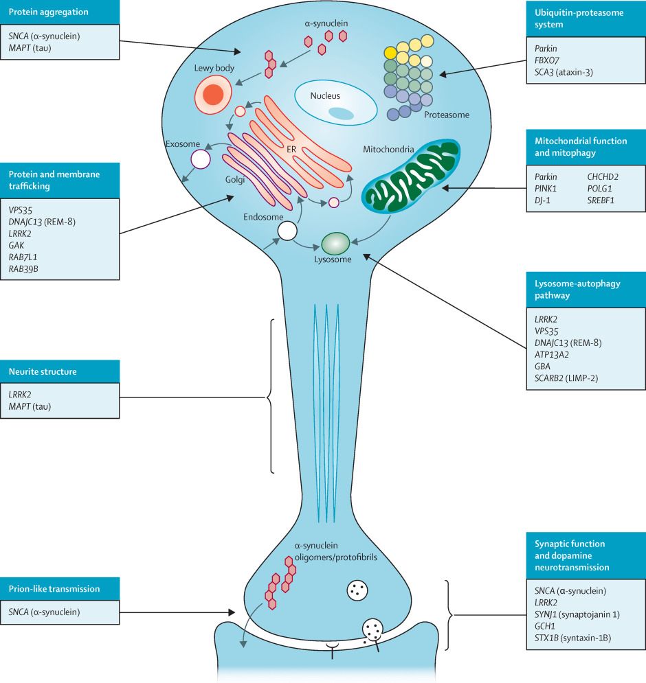 Parkinson's disease molecular mechanisms.
Source: https://www.thelancet.com/journals/lancet/article/PIIS0140-6736(14)61393-3/fulltext#fig3