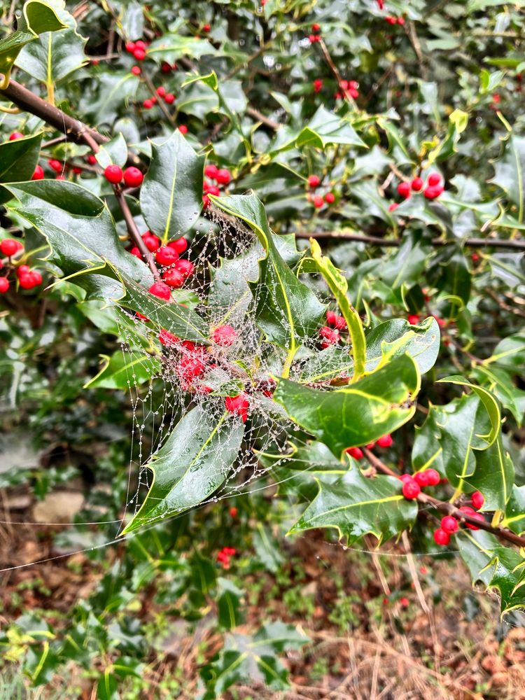 Spiderweb on a holly bush with fruit