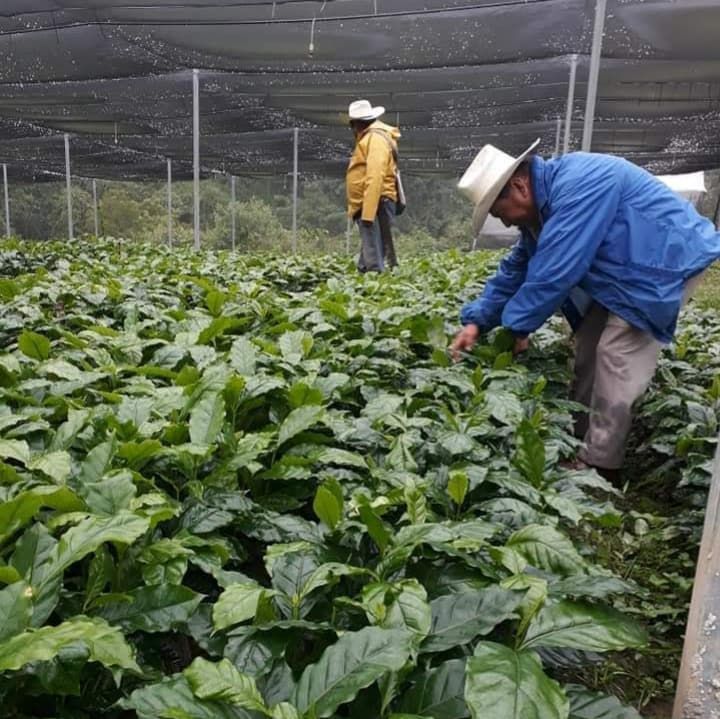 PRODUCTOR DE CAFE CUIDANDOLAS EN EL VIVERO COMUNITARIO EN PUEBLA.