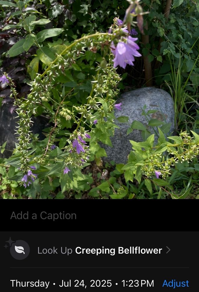 One of several bellflower plants in a garden half a block from the watch post. Plant is on a metro-wide watch list for invasive (but pretty!) plants.