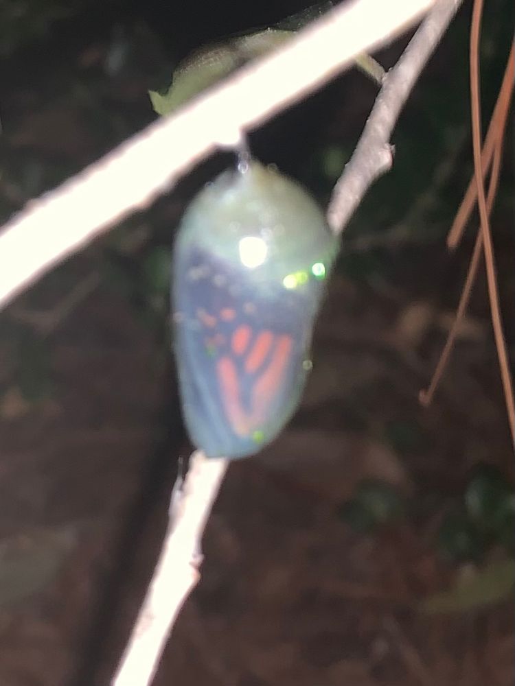 Monarch chrysalis