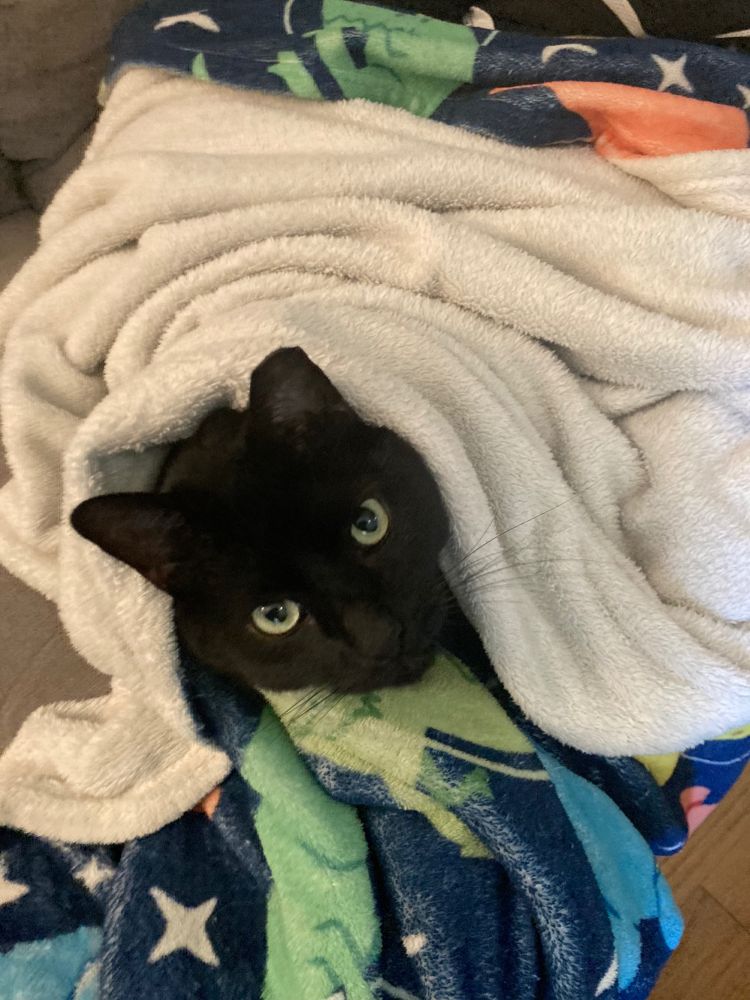 A black cat wrapped in blankets looks at the camera with an expression of disdain.