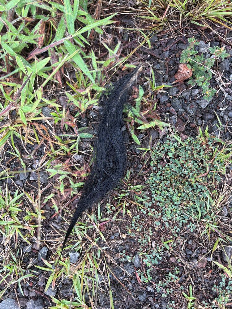 A pig’s tail which has clearly been disarticulated from its original owner 