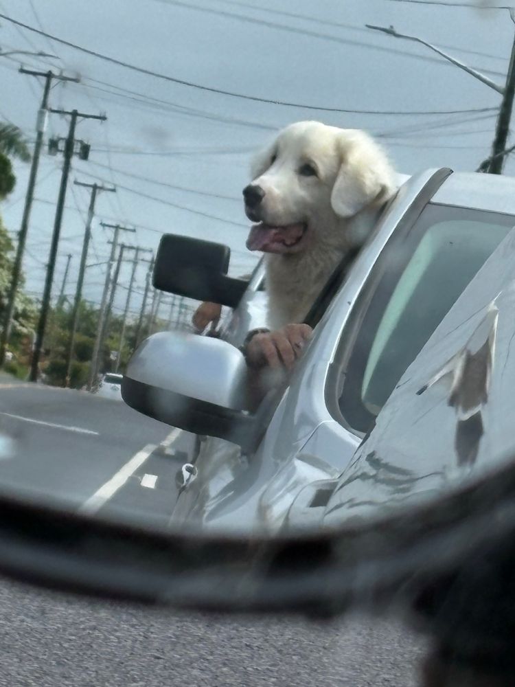 A big fluffy white dog hanging out the side of a car looking super regal. 