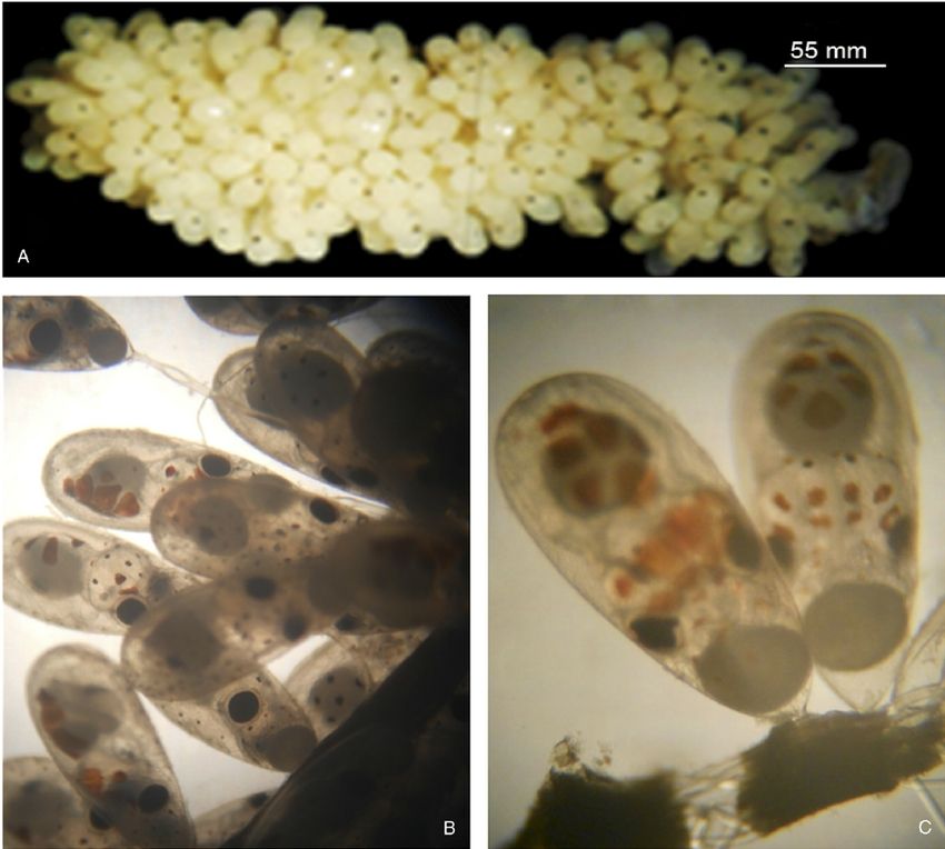 Cephalopod eggs from a pygmy squid