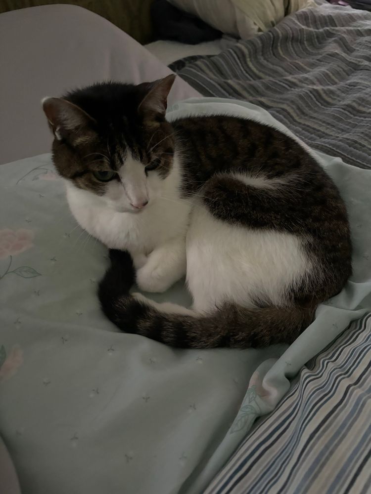 a dumb idiot baby that doesn’t pay taxes sits on a pillow