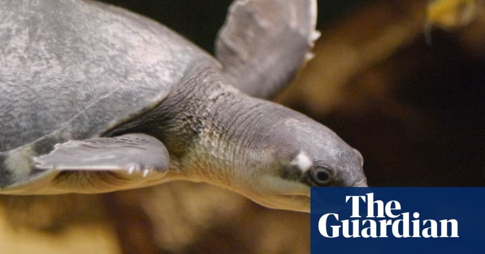 Pig-nosed turtle among over a dozen new species added to Australia’s list of endangered species