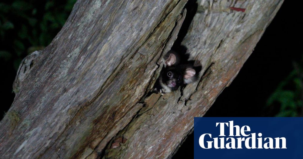 ‘Cutest animal in Australia’: keeping watch over greater gliders in a forest targeted for logging