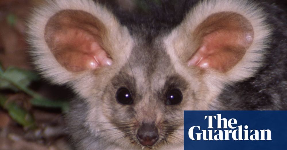 Australia’s environment could be fixed and threatened species saved for just 0.3% of GDP, experts say