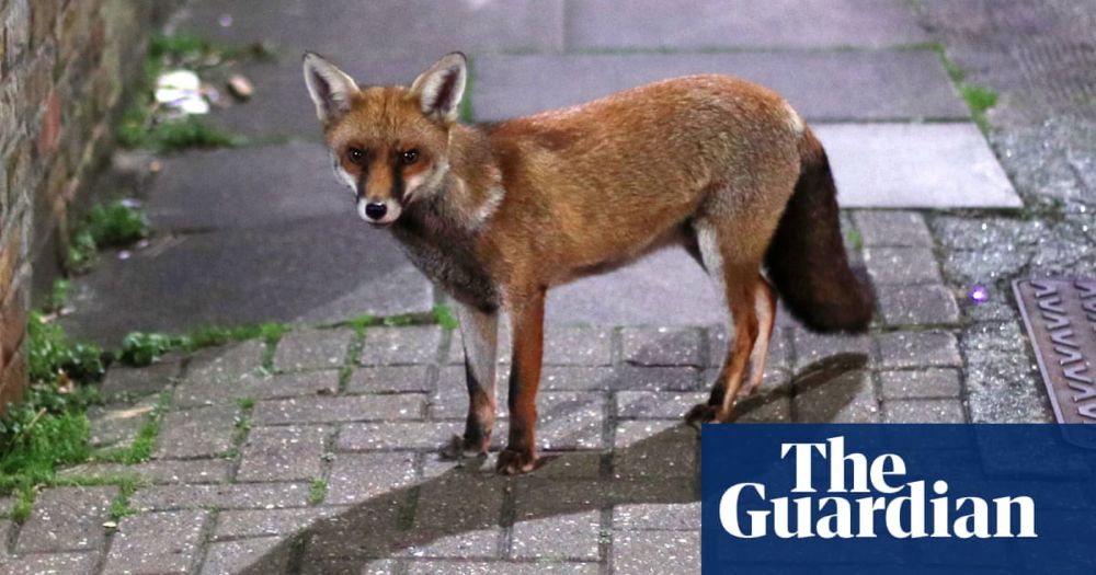 Outfoxed: the ‘smart’ ferals are adapting to Australian cities, and wreaking havoc in the bush