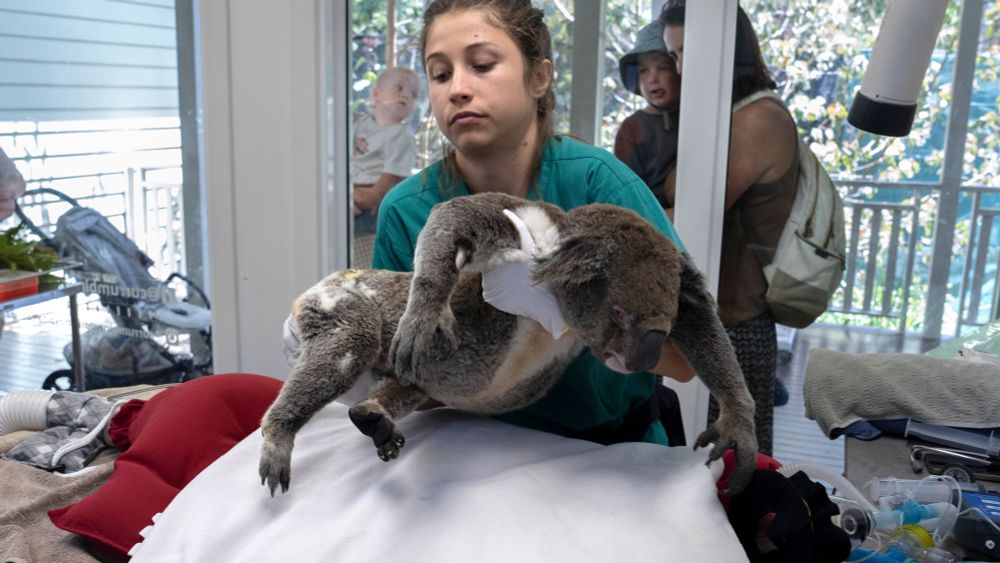 Four Wild Ways to Save the Koala (That Just Might Work)