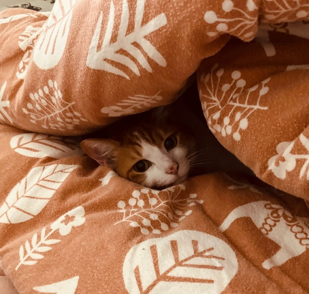 猫が布団に埋もれて顔だけ出している