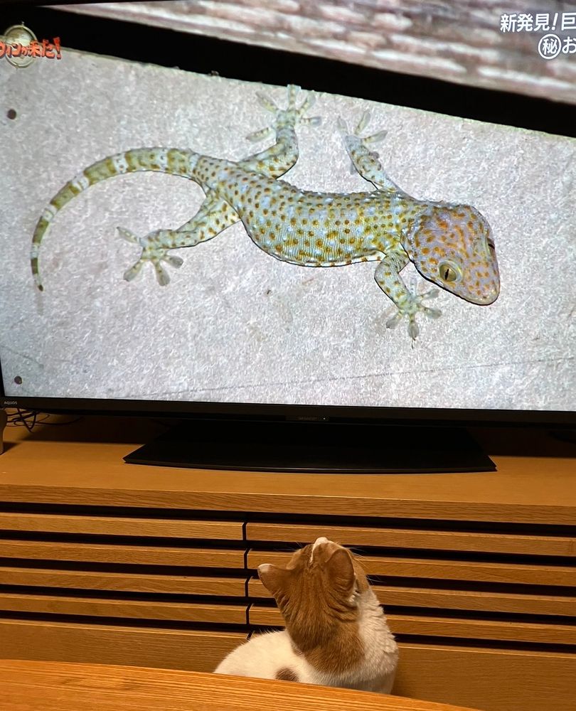 ダーウィンが来た！のヤモリを見る猫