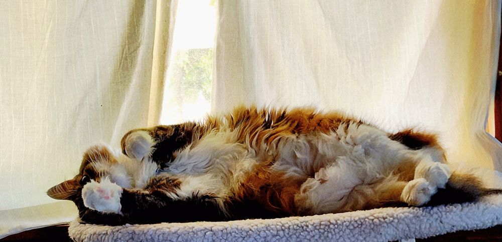 Floof brown and white cat ruminating on shelf. One paw against left eye as he contemplates his day and all the mistakes
