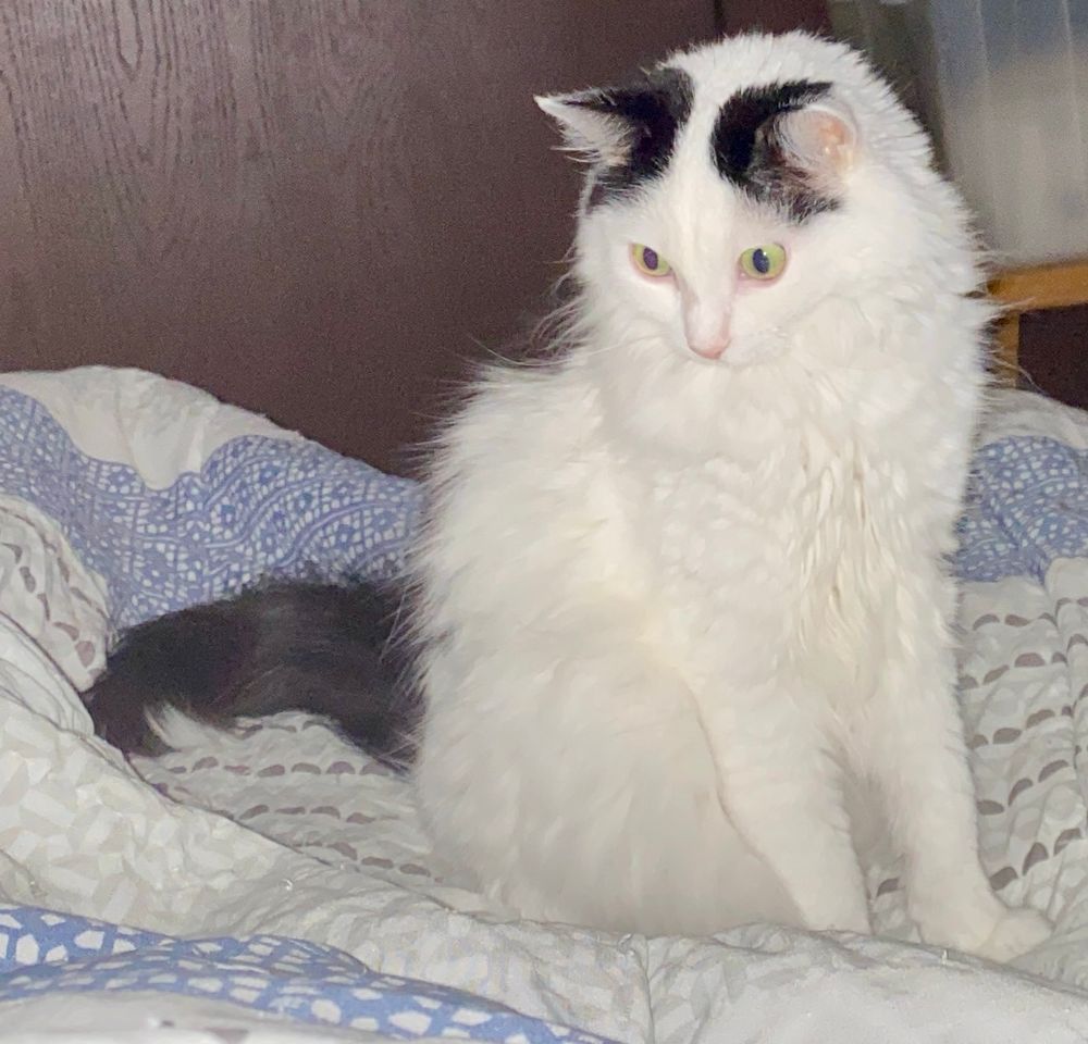 Pepper hunting toes 1