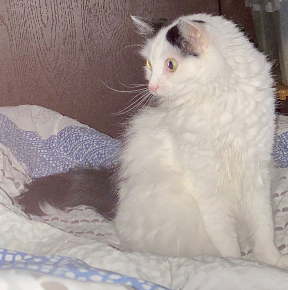 Pepper hunting toes 3