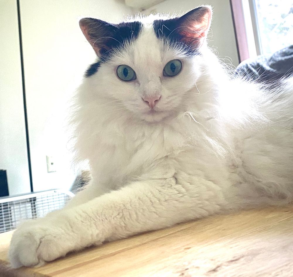 #Caturday bonus! Pepper, my companion cat is pensive.