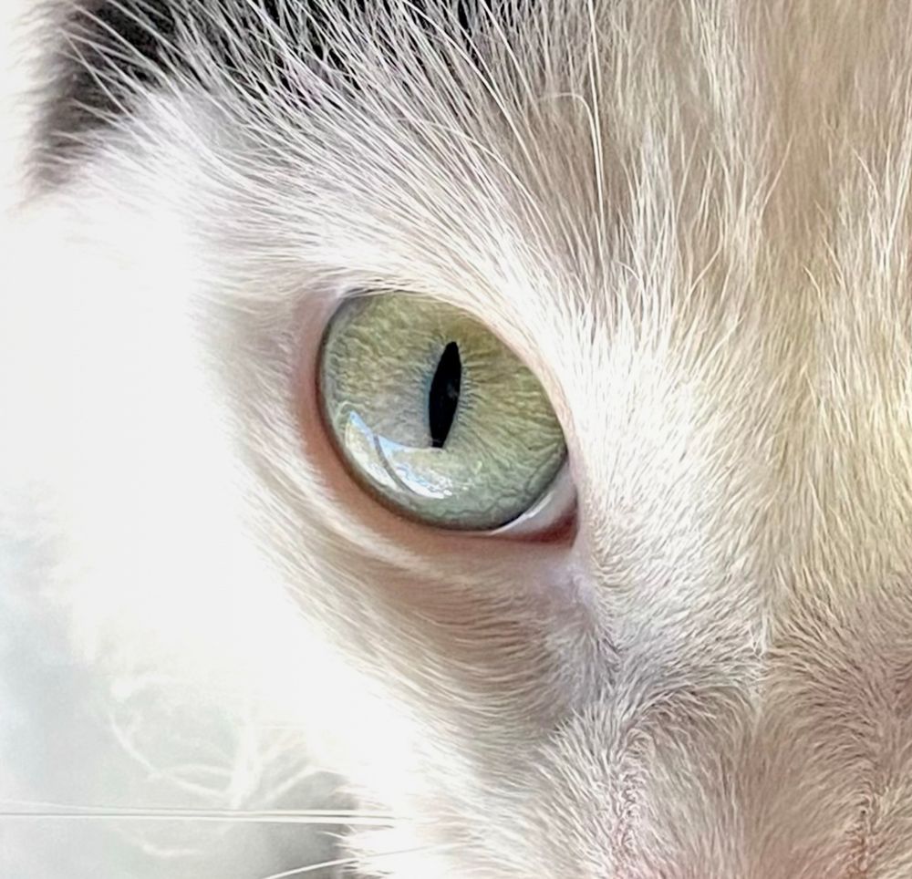 Pepper the companion cat watching with one green eye wide open!