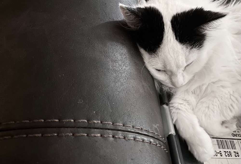 Pepper my companion cat resting near me, head on the arm of my leather chair.