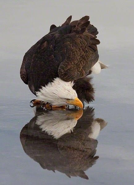 An American Bald Eagle looks at itself in a reflection.