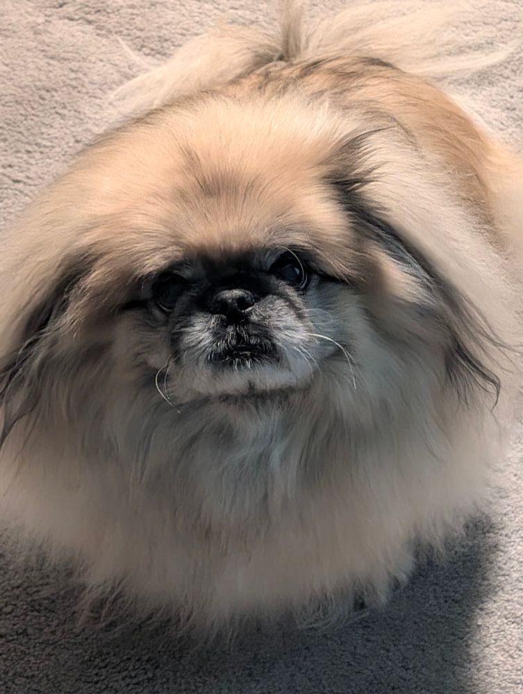 Pogo is a pekingese showing a white beard in his old age. He is looking at the camera with a gentle confused look