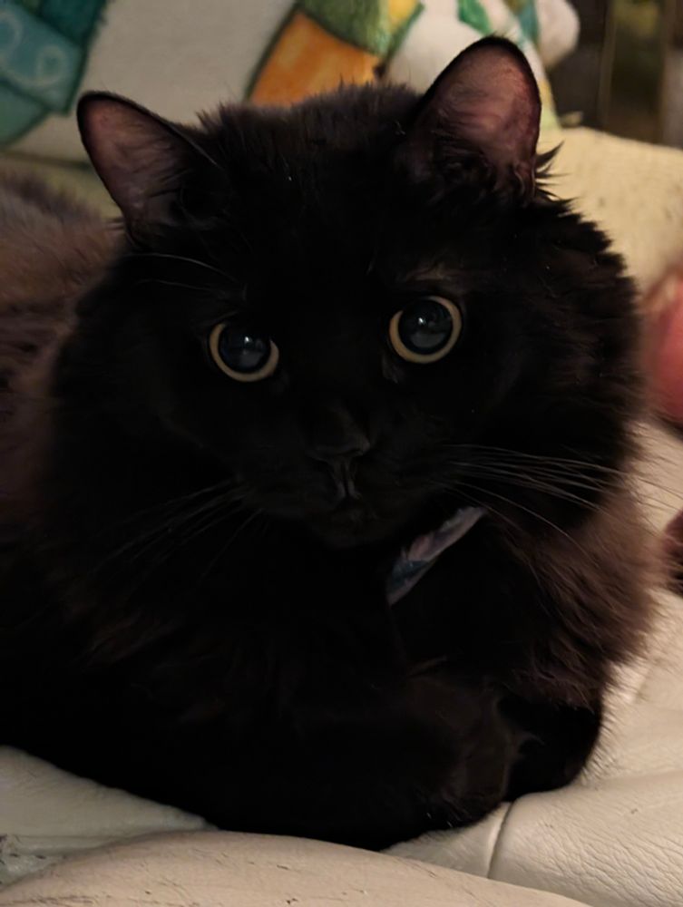 Midnight the black cat is depicted with yellow eyes almost fully dilated. Her hands are tucked in like a cat loaf.