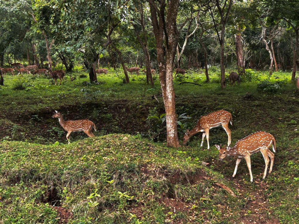 Picture of deer. A really pretty picture