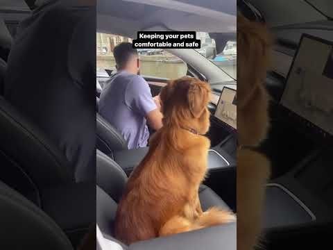 Tesla Dog Mode
