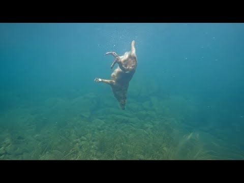 Golden Retriever Loves Diving Deep Underwater