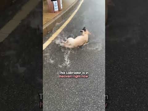 Just a good boi playing the rain ☔️😂