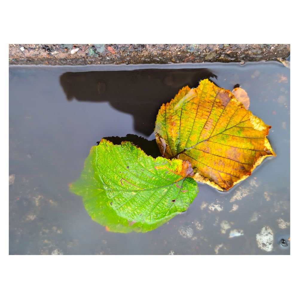 Disgrifiad (Cymraeg) : Dail yn y gwter

Description (English) : Leaves in the gutter

འགྲེལ་བཤད།(བོད་ཡིག) :  ལོ་མ་ (lo ma) leaf
