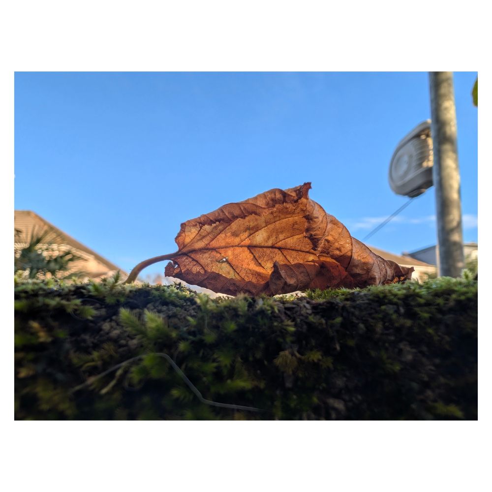 Disgrifiad (Cymraeg) : Deilen ar wal

Description (English) : A leaf on a wall

འགྲེལ་བཤད།(བོད་ཡིག) : ལོ་མ་ (lo ma) leaf
