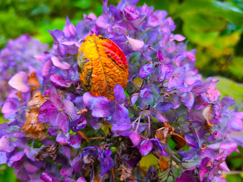 Disgrifiad (Cymraeg) : Deilen wedi'i ddal ar hydrangea

Description (English) : A leaf caught on a hydrangea

འགྲེལ་བཤད།(བོད་ཡིག) : ལོ་མ་ (lo ma) Leaf
