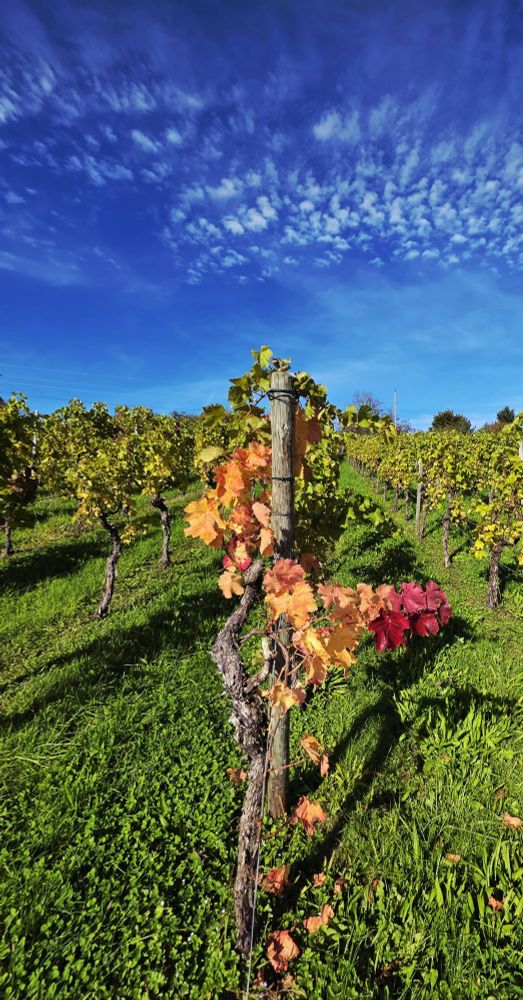 Weinreben. Diejenige, die am weitesten im Bildvordergrund ist, hat bereits goldene und rote Blätter. Alle anderen sind grün. Darüber ein tiefblauer Himmel mit kleine Cirruswölkchen.