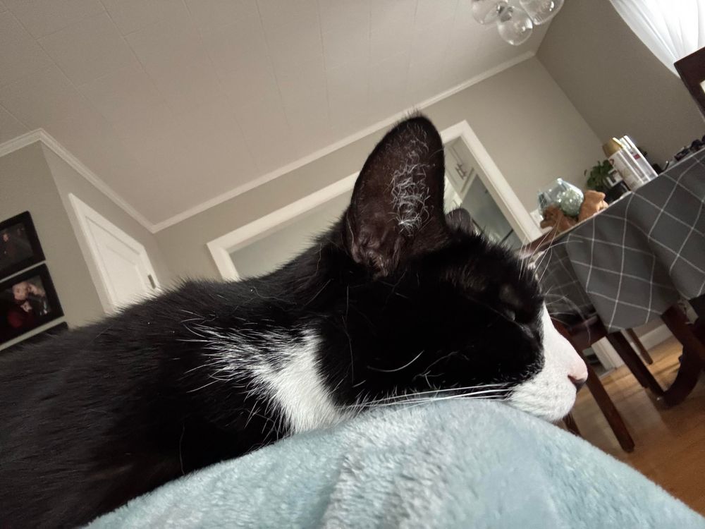 Side profile of a female tuxedo cat sleepily laying on my lap