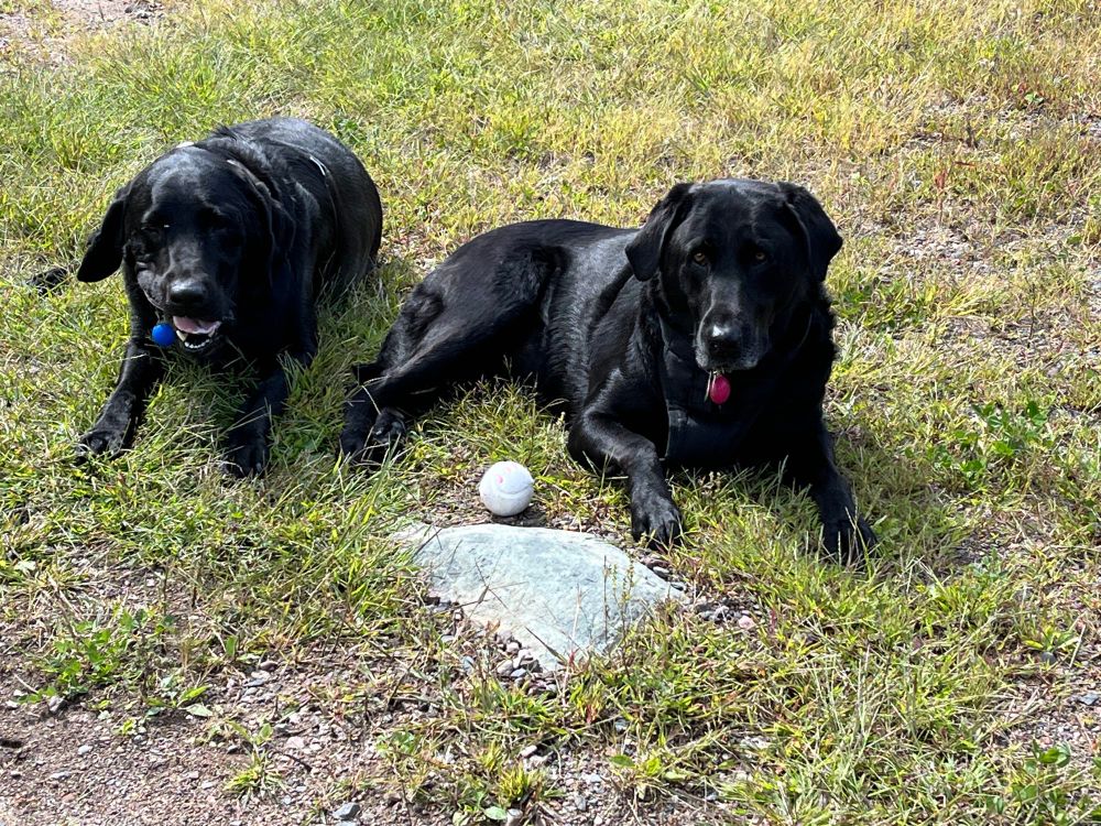 Two black Labrador retrievers laying outside on the grass. They are the best dogs and named Smudge and Strider. 