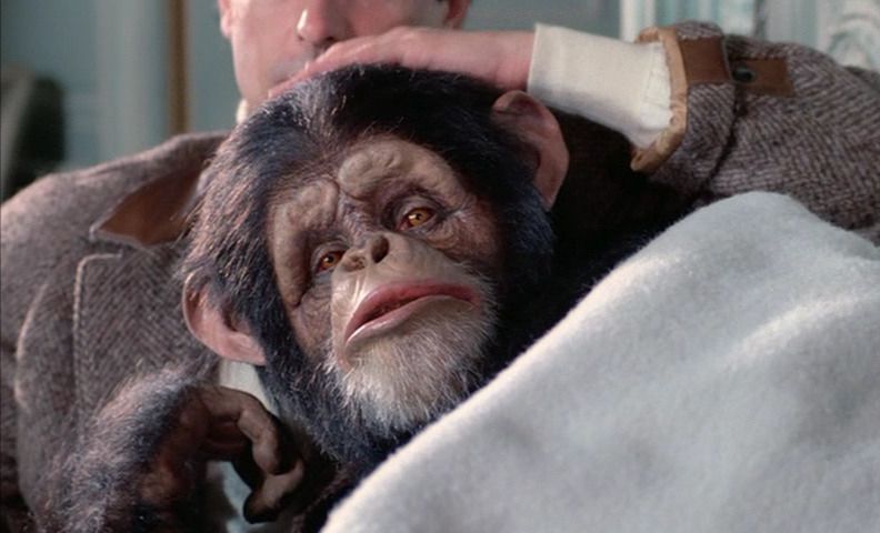 A chimp being comforted in MAX MON AMOUR. 